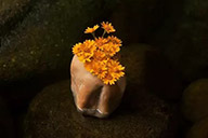 小杰專欄｜花開于石