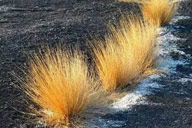 小杰專欄｜枯黃的美麗