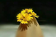 ​小杰專欄｜說花