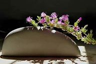 小杰專欄｜野花