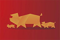 澳珀2019｜像豬沒煩惱