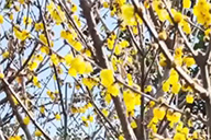 小杰隨筆｜​臘梅