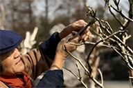 小杰隨筆｜​剪枝也是一種愉悅