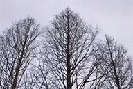 小杰隨筆｜​十七歲的水杉